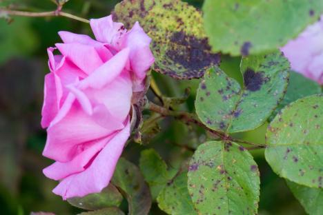 Diseased pink rose with dark spots on its leaves.