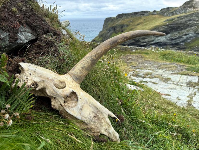 Mystery of ‘unicorn’ skull unearthed at King Arthur’s castle deepens as new detail emerges