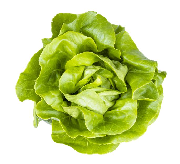 Top view of fresh green butterhead lettuce.