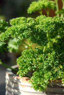 Close-up of parsley in a pot.