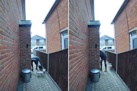 Shocking moment dog walker drags animals by their leads & hurls them into home as owner’s pal slams ‘sickening’ footage