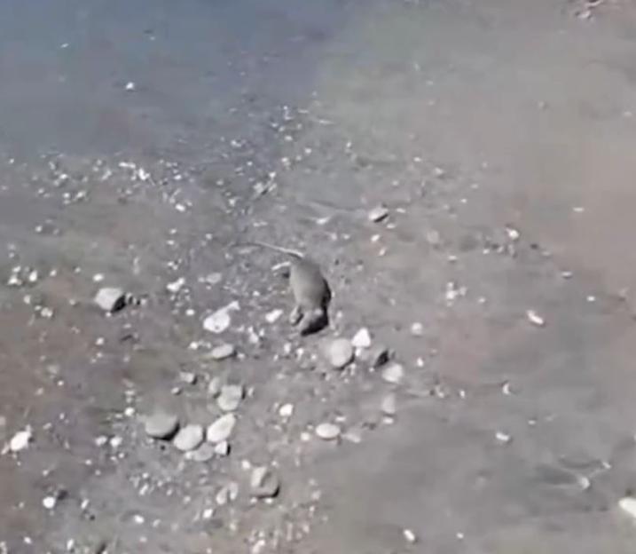 Dead rat on a beach.