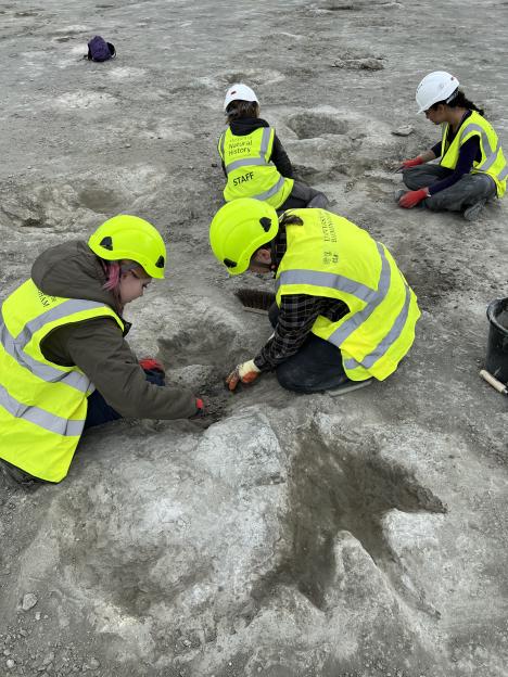 Four archaeologists excavate dinosaur footprints.