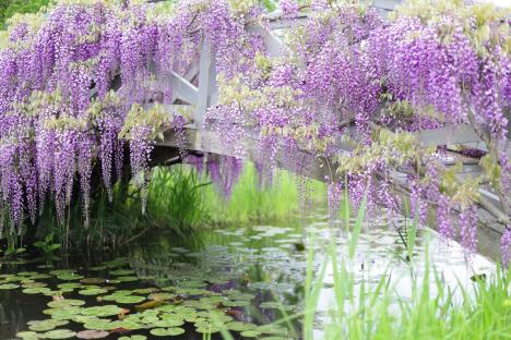 Japanese wisteria blossoms draped over a wooden bridge above a lily pond.