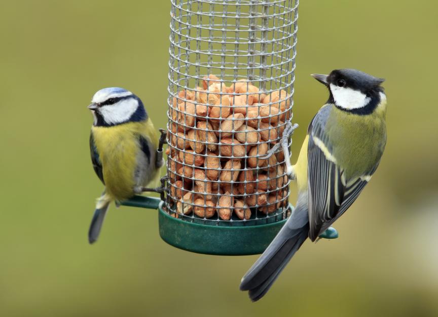 Two birds feeding at a peanut feeder.