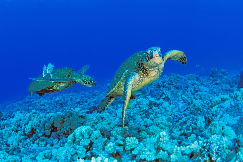 Two green sea turtles swim over a coral reef in the Pacific Ocean.