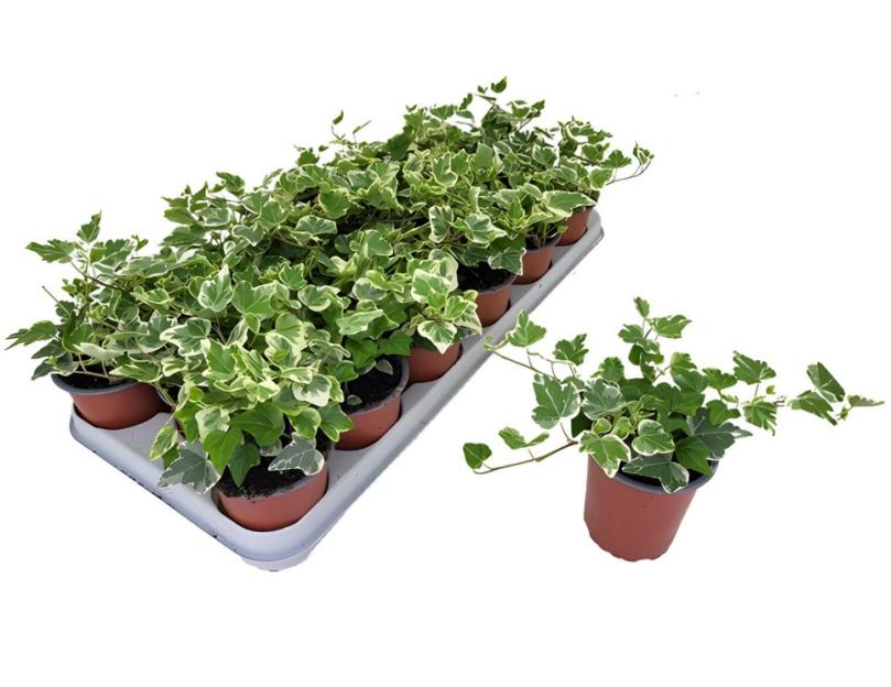 Ivy mix plants with white edges, in brown pots, on a tray.