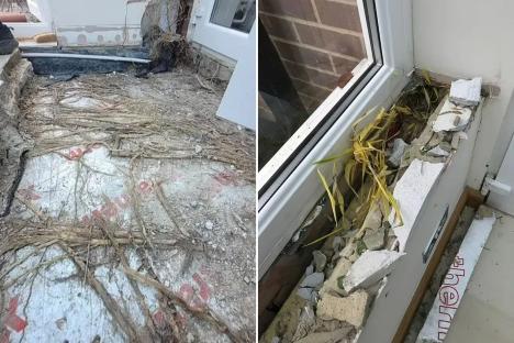We were slapped with £60k repair bill after neighbours’ WEEDS invaded our home – all the signs you could be next