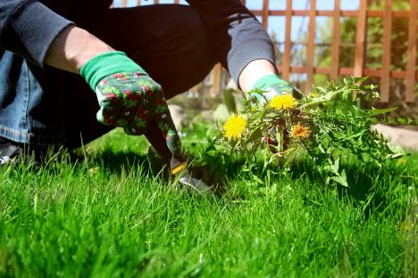 The £4.50 B&Q gadget gardeners are loving for removing stubborn dandelions in lawns & it works on all stubborn weeds