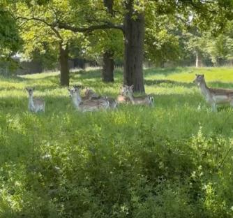 Deer in Greenwich Park.