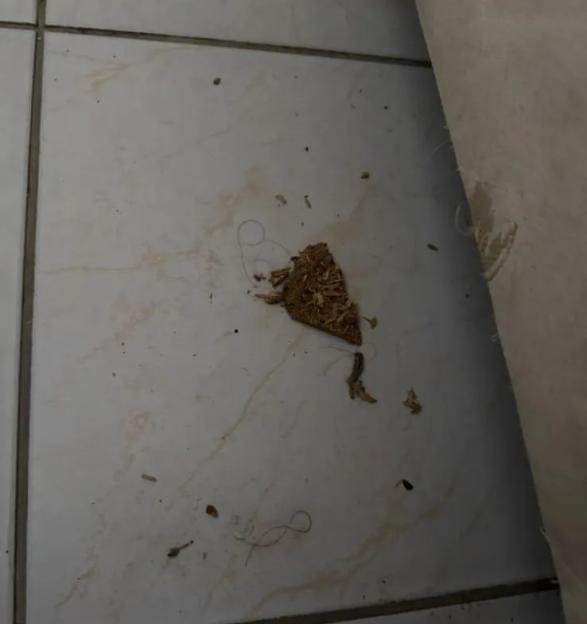 NINTCHDBPICT001034727022