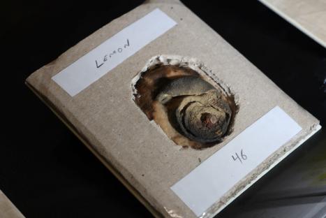 Century-old LEMON used by German spy to send secret messages from Britain in invisible ink during WW1 goes on display