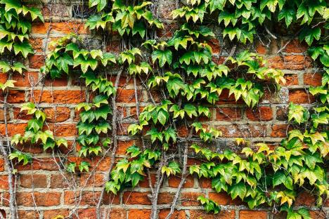 How to banish ‘destructive’ ivy without wasting cash & the 35p hack you must try to avoid structural damage to your home