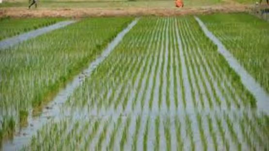 Jigawa govt target 3.6 million metric tons of rice annually