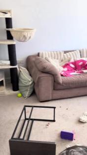 Messy living room with cat on couch, toys, and overturned furniture.