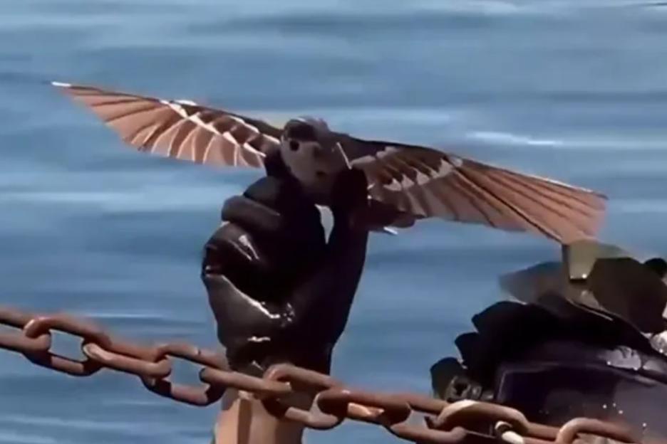 Chinese military chiefs develop killer bird-drone powered by flapping wings