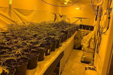 Cannabis plants growing in pots inside a warehouse.