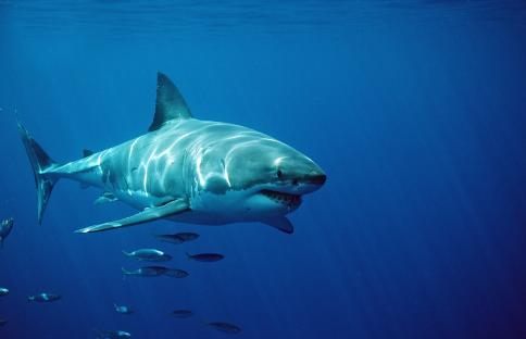 ‘Biggest shark EVER tagged by researchers’ – 14ft & 1,600lb great white dubbed ‘The Contender’ – spotted prowling off US