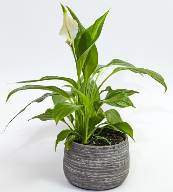 Peace lily in a gray pot.