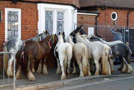 Horses at Wickham Horse Fair.