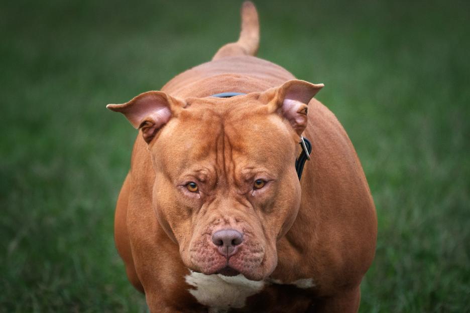 Pippa, an American Bully XL, stands in a private field.