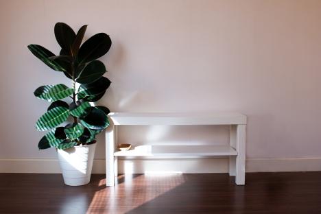 Rubber plant in a white pot next to a white shelf.