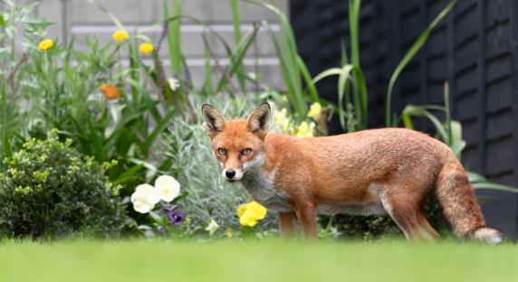Two kitchen ingredients can prevent foxes from ruining your flowerbeds this summer – you’ll have them in your cupboard