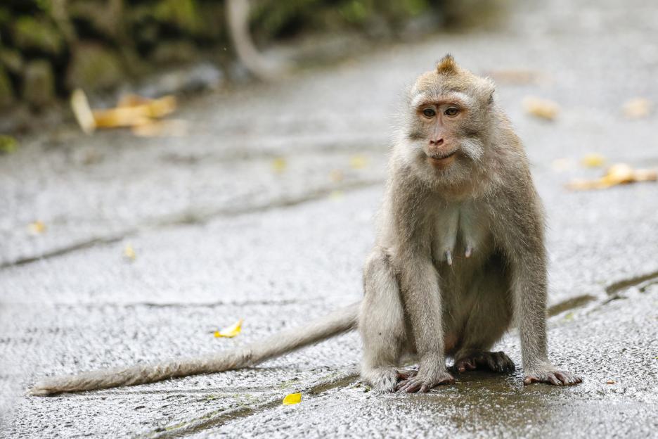 A monkey sitting on a wet paved surface in the Sacred Monkey Forest Sanctuary.