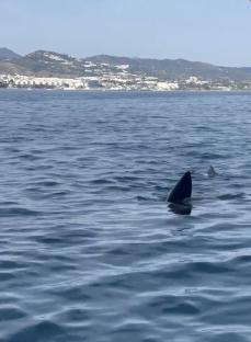 A 12-meter basking shark fin in the ocean off the coast of Marbella.