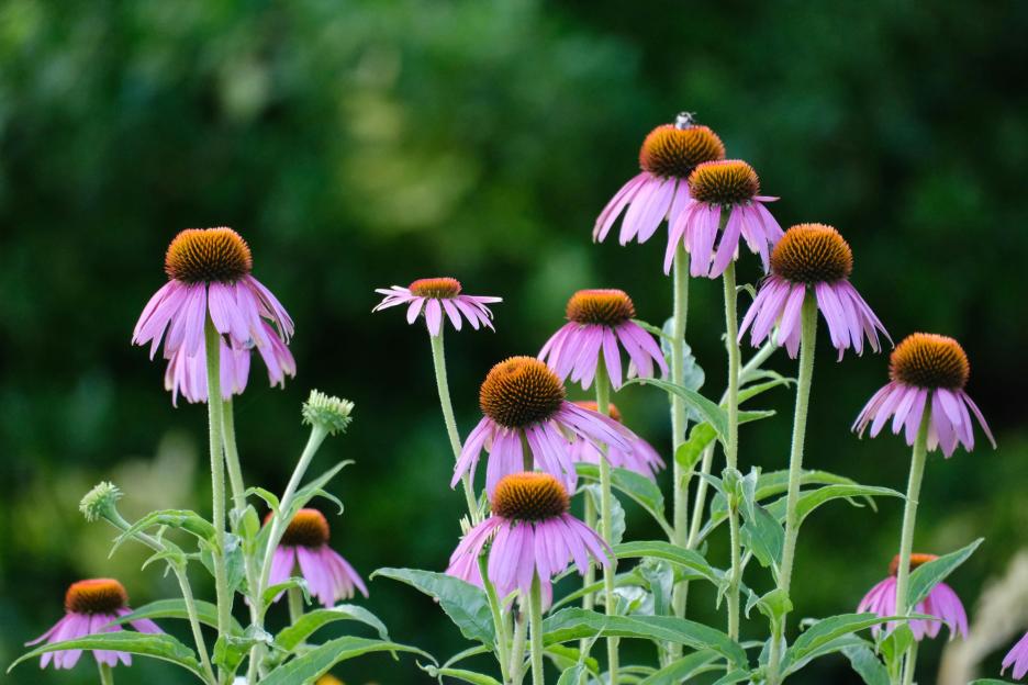 Coneflowers in bloom.