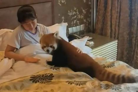 Hotel slammed for using endangered red pandas to wake up guests by letting cuddly critters crawl into their beds