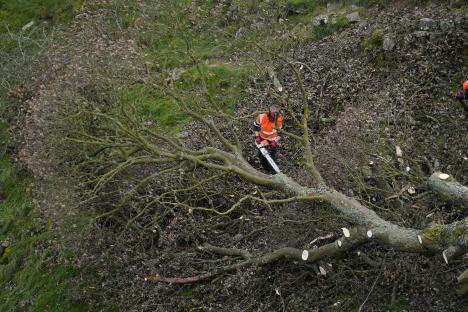 A worker using a chainsaw to remove a felled tree.