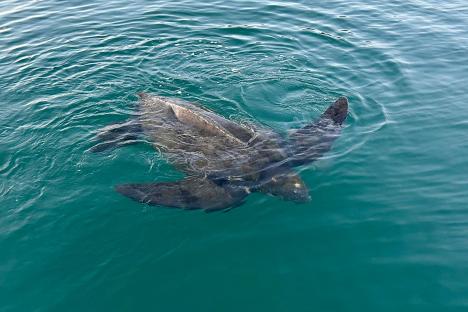 Endangered giant leatherback turtle spotted off Devon coast in ‘incredible’ sighting