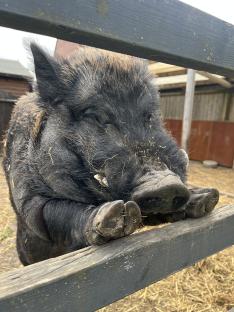 Black pot-bellied pig resting its head on a wooden fence.