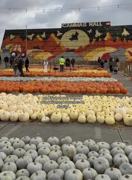 A vast pumpkin patch with rows of white and orange pumpkins and gourds on display, and a large wall decoration in the background made from many pumpkins in various colors, depicting a full moon with a bat, mountains, and trees.