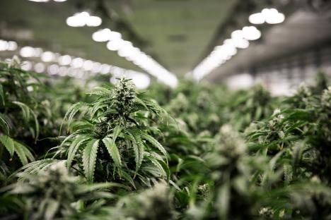 Cannabis plants growing indoors under artificial lights.