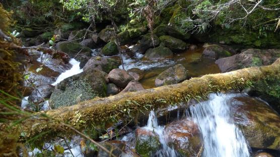 Moss-covered rocks and a log damming a small stream in a forest.