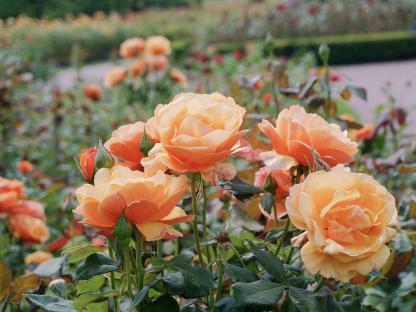 Peach-colored roses in a garden.