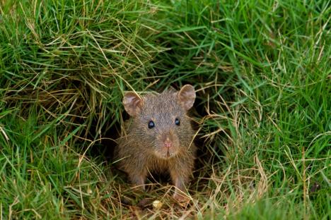 Our garden was overrun with rats, a natural 12p hack got rid of them instantly & they haven’t come back
