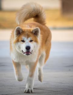 Akita Inu dog walking toward the camera.