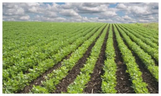 Food security: ECOWAS Commission trains youths on ecological organic agriculture