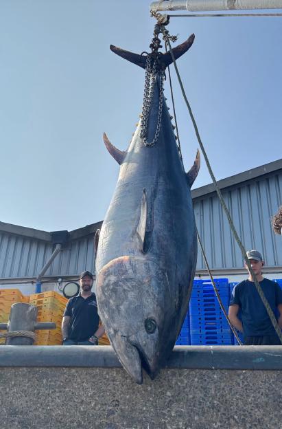 A father and son with a large bluefin tuna they caught.