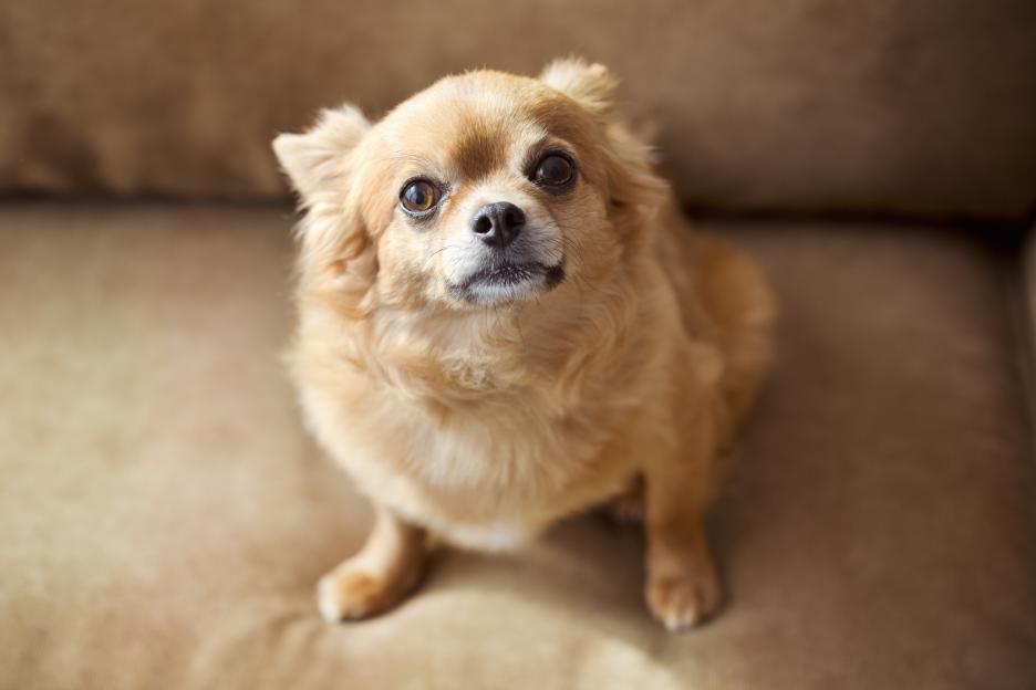 A small brown chihuahua sitting on a couch.