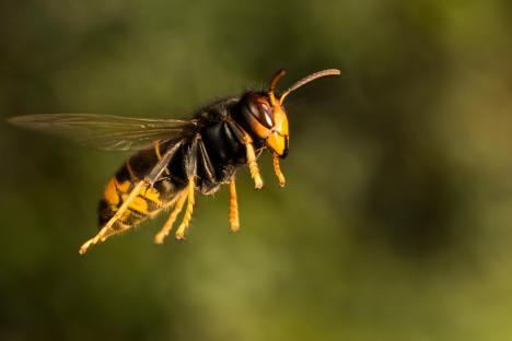 Asian predatory wasp in flight.