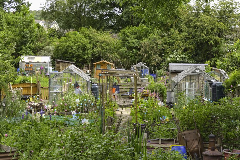 Allotment garden with sheds and greenhouses.