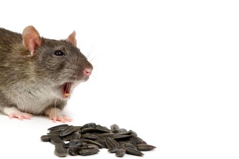 Grey rat looking at sunflower seeds.