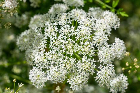 Close-up of hemlock water dropwort flowers.