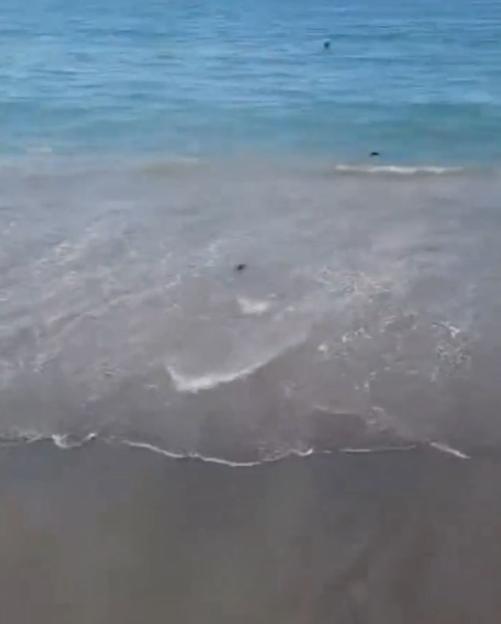 Dead rats on a beach in Salerno, Italy.