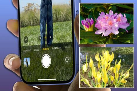 Mobile users told to check gardens for three plants using phone camera trick – failing to identify could result in FINES