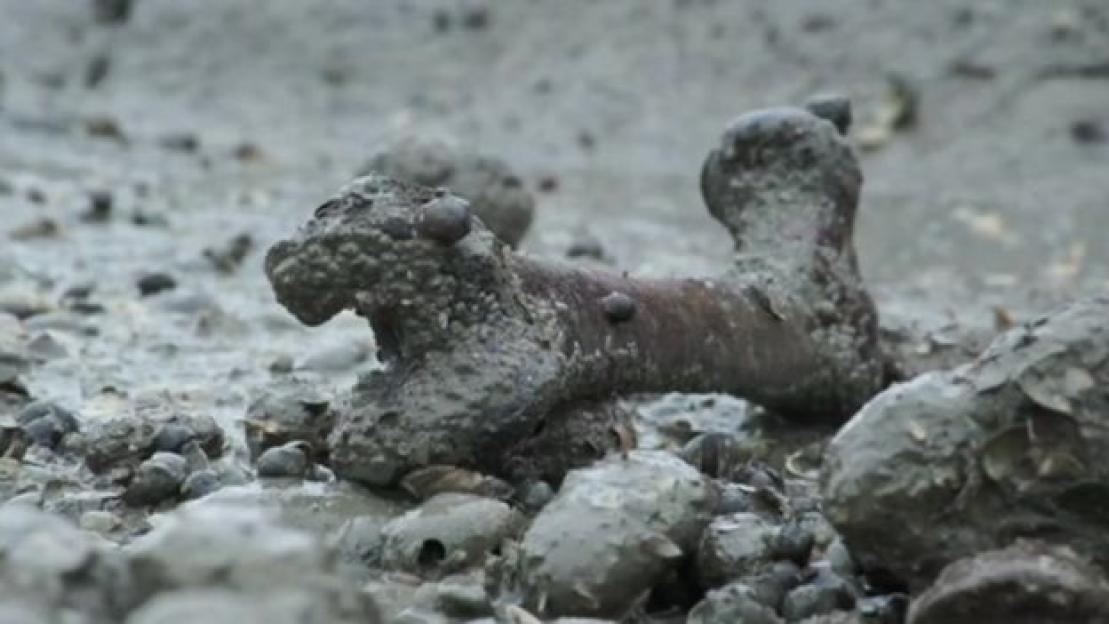 Exposed human remains on Deadman's Island.